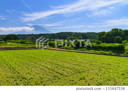 Spectacular view of the countryside of Yuno, Fujinomiya City, Shizuoka Prefecture and Mt. Fuji Spectacular view of the countryside of Yuno, Fujinomiya City, Shizuoka Prefecture and Mt. Fuji 115687536