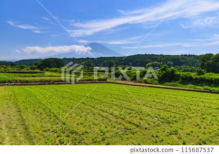 Spectacular view of the countryside of Yuno, Fujinomiya City, Shizuoka Prefecture and Mt. Fuji Spectacular view of the countryside of Yuno, Fujinomiya City, Shizuoka Prefecture and Mt. Fuji 115687537