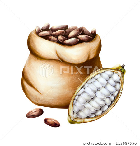 Watercolor composition with open cocoa pod, fruit. Beans in a canvas bag. Hand drawn realistic organic superfood illustration isolated on white background. For designers, packaging design, menu Watercolor composition with open cocoa pod, fruit. Beans in a canvas bag. Hand drawn realistic organic superfood illustration isolated on white background. For designers, packaging design, menu 115687550