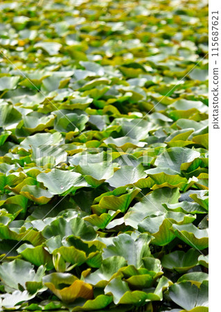 Water lily leaves without flowers Water lily leaves without flowers 115687621