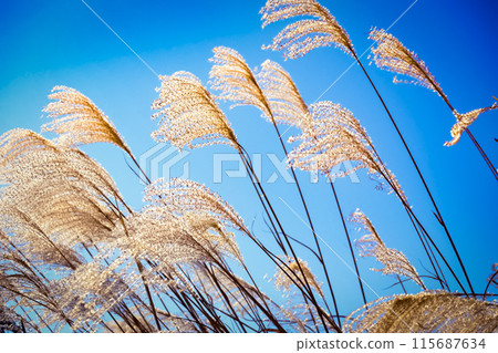 Japanese pampas grass and blue sky 115687634