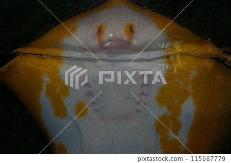 黃貂魚在水面微笑 黃貂魚在水面微笑 115687779