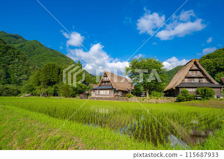 [World Heritage] Gokayama and Suganuma Gassho-style Village in early summer [Toyama Prefecture] 115687933