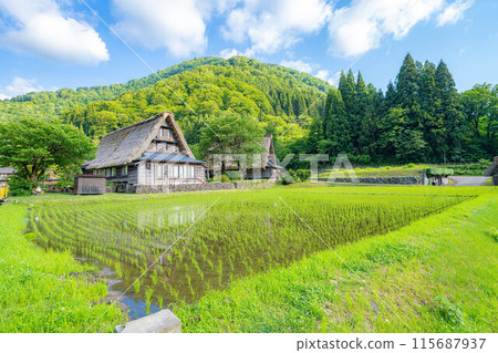 [World Heritage] Gokayama and Suganuma Gassho-style Village in early summer [Toyama Prefecture] 115687937