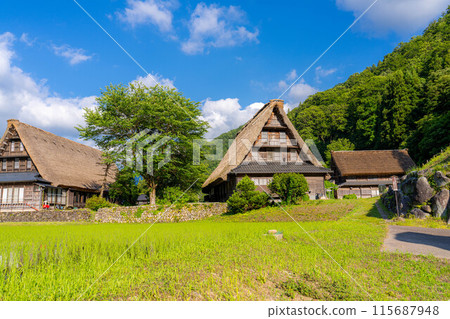 [World Heritage] Gokayama and Suganuma Gassho-style Village in early summer [Toyama Prefecture] 115687948