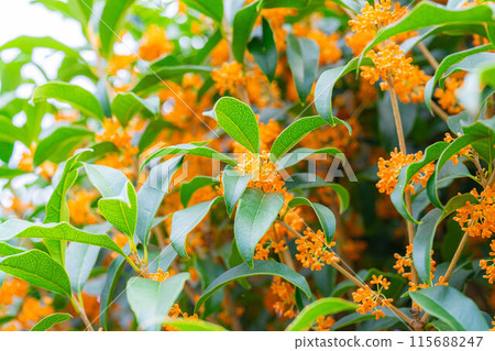 [秋花材料] 桂花 [長野縣] 115688247