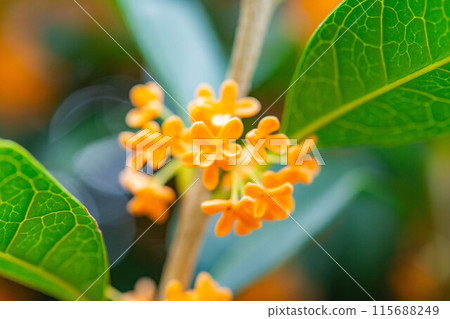 [Autumn flower material] Osmanthus [Nagano Prefecture] 115688249