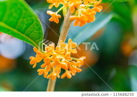 [Autumn flower material] Osmanthus [Nagano Prefecture] 115688250