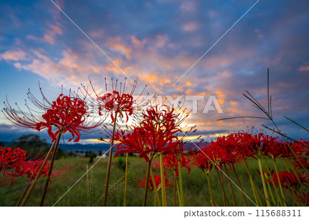 [Autumn material] Red spider lily bathing in the morning sun [Nagano Prefecture] 115688311