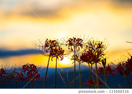 [Autumn material] Red spider lily bathing in the morning sun [Nagano Prefecture] 115688316