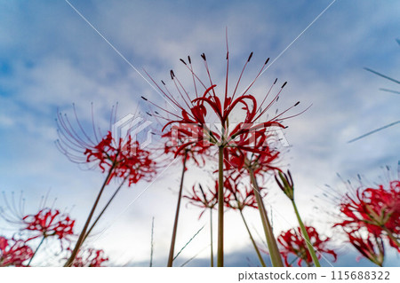 [秋季素材]沐浴在朝陽下的紅蜘蛛百合[長野縣] 115688322