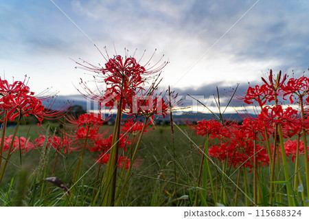 [Autumn material] Red spider lily bathing in the morning sun [Nagano Prefecture] 115688324
