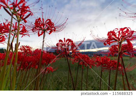 [Autumn material] Red spider lily bathing in the morning sun [Nagano Prefecture] 115688325