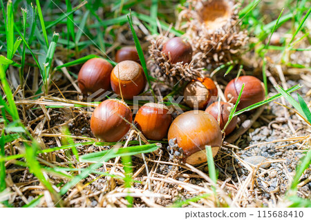 [Autumn material] Sawtooth acorns [Nagano Prefecture] 115688410