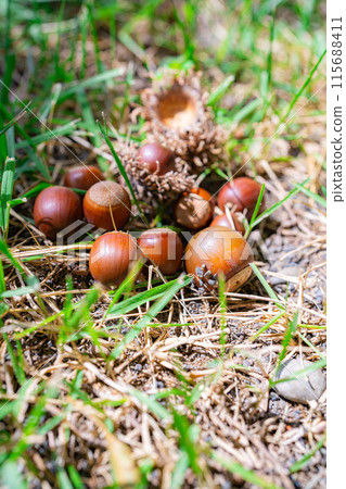 [Autumn material] Sawtooth acorns [Nagano Prefecture] 115688411