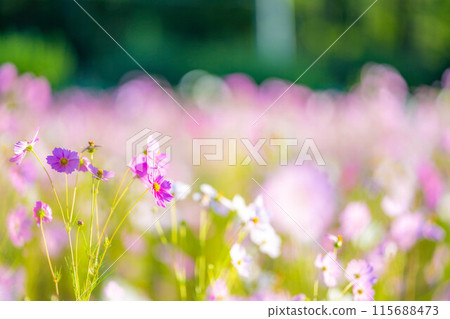 [Autumn material] Cosmos bathing in the morning sun [Nagano Prefecture] 115688473