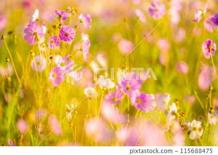 [秋季素材]沐浴在早晨陽光下的波斯菊[長野縣] 115688475