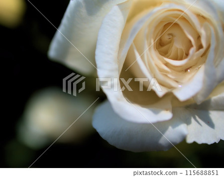 Beautiful roses blooming in June Beautiful roses blooming in June 115688851