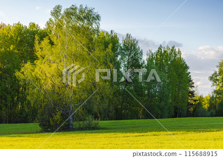 Green trees with deep shadows over grass. Rural Russian landscape 115688915