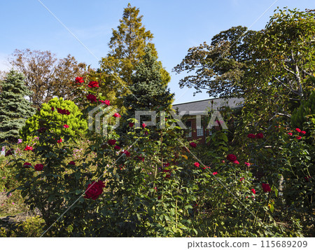 A hill park with a view of the port where roses bloom 115689209