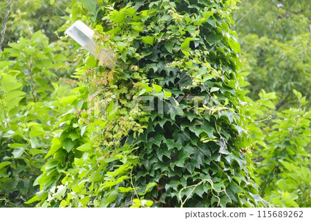 爬滿藤蔓的電線桿和路燈清晰可見。 115689262