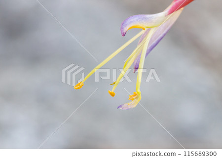 Hooksey Flower Hooksey Flower 115689300