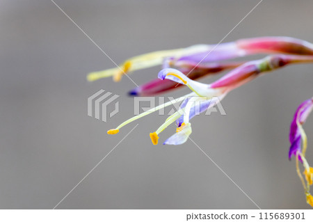 Hooksey Flower Hooksey Flower 115689301