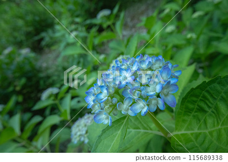 Beautiful close-up of blue hydrangea Beautiful close-up of blue hydrangea 115689338