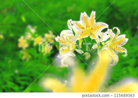 Large-flowered mountain lilies blooming in the forest park 115689363