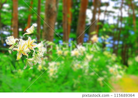 步道兩旁盛開的山百合 115689364