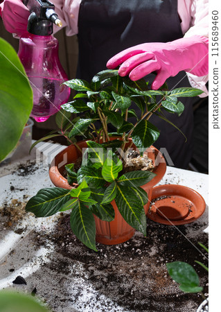 A person in pink gloves waters a potted plant, surrounded by grass and soil A person in pink gloves waters a potted plant, surrounded by grass and soil 115689460