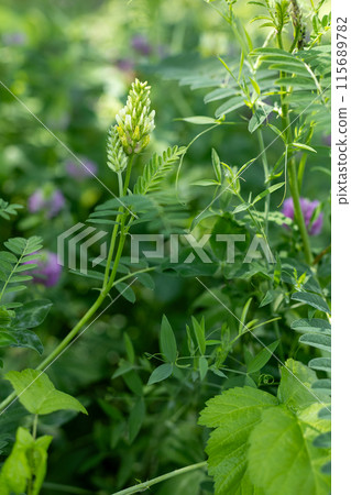 Purple clover blooming in springtime meadow. Purple clover blooming in springtime meadow. 115689782