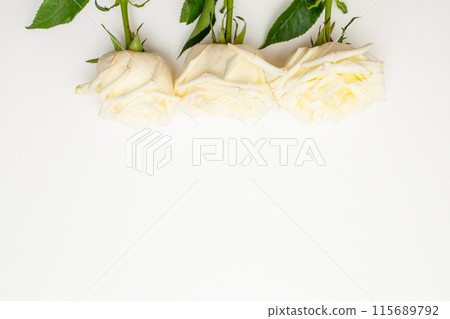 White rose isolated on white background. 115689792
