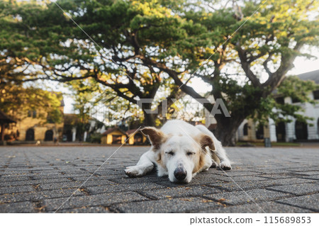 Lost dog sleeping on street . 115689853