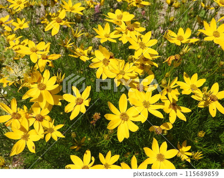 Itobagiku (Hepaticauletus) in full bloom 115689859