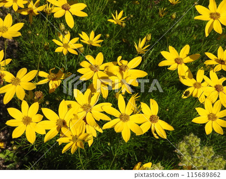 Itobagiku (Hepaticauletus) in full bloom 115689862
