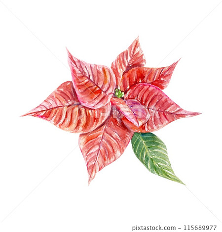Poinsettia red with green leaf. Watercolor illustration of red flowers isolated on white. For Christmas and New Year cards, banners, posters, flyers. Poinsettia red with green leaf. Watercolor illustration of red flowers isolated on white. For Christmas and New Year cards, banners, posters, flyers. 115689977