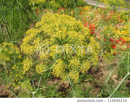 Dill is an annual plant of the parsley family that blooms with flowers that resemble an unfolded parasol. Dill is an annual plant of the parsley family that blooms with flowers that resemble an unfolded parasol. 115690118