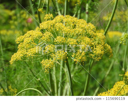 Dill is an annual plant of the parsley family that blooms with flowers that resemble an unfolded parasol. Dill is an annual plant of the parsley family that blooms with flowers that resemble an unfolded parasol. 115690119