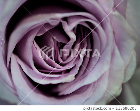 “Blue Bayou”，一種美麗的淺紫色玫瑰，六月盛開 115690205