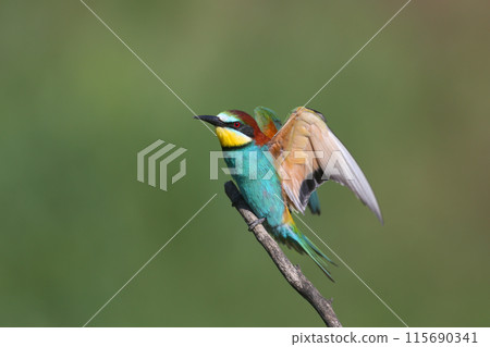 Exotic bee-eaters 115690341