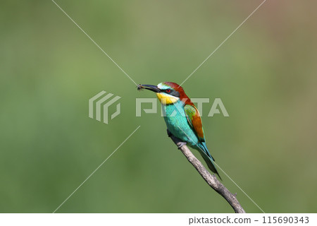 Exotic bee-eaters Exotic bee-eaters 115690343
