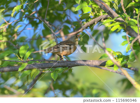 Male ortolan (Emberiza hortulana) Male ortolan (Emberiza hortulana) 115690346