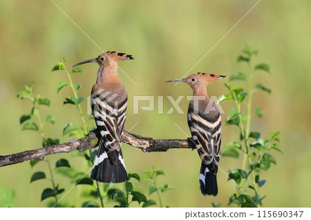 The Eurasian hoopoe (Upupa epops) The Eurasian hoopoe (Upupa epops) 115690347