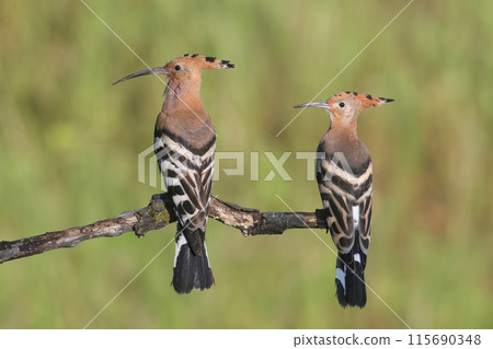 The Eurasian hoopoe (Upupa epops) The Eurasian hoopoe (Upupa epops) 115690348