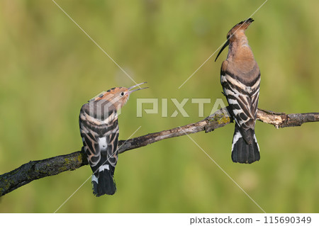 The Eurasian hoopoe (Upupa epops) 115690349