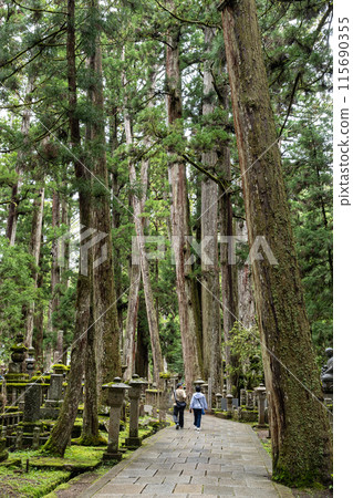 巨大的雪松樹和通往聯合國教科文組織世界遺產高野奧之院的道路 115690355