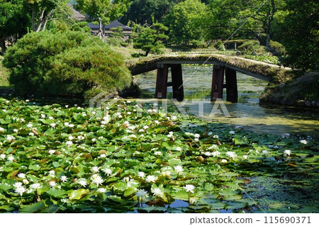 Shurakuen, a strolling Japanese garden in Tsuyama, Okayama Prefecture: When the water lilies are in full bloom Shurakuen, a strolling Japanese garden in Tsuyama, Okayama Prefecture: When the water lilies are in full bloom 115690371