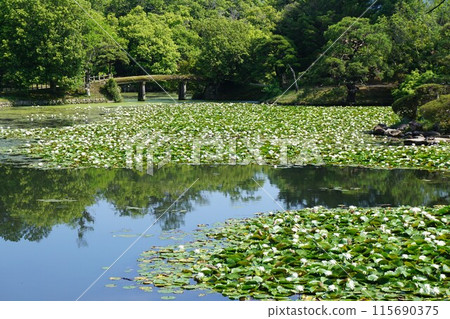 Shurakuen, a strolling Japanese garden in Tsuyama, Okayama Prefecture: When the water lilies are in full bloom Shurakuen, a strolling Japanese garden in Tsuyama, Okayama Prefecture: When the water lilies are in full bloom 115690375