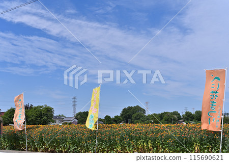 紅花盛開的景色（埼玉縣桶川市） 115690621